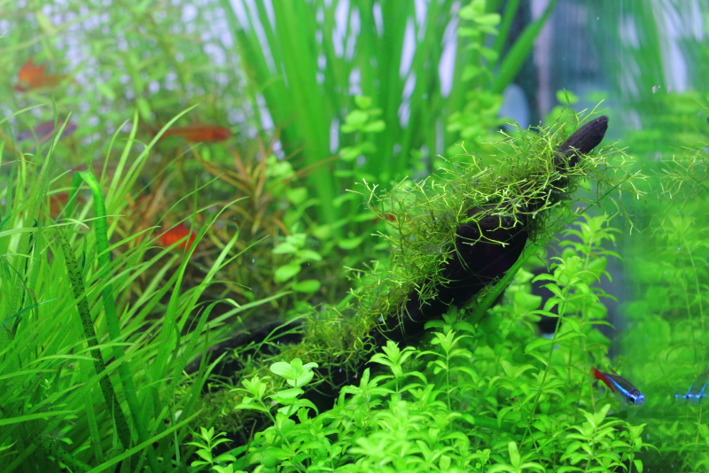 流木に巻いて13日目　リシア